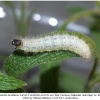 carch lavatherae larva5f